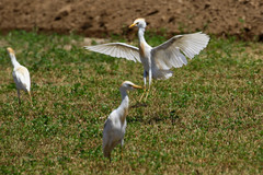Bubulcus ibis