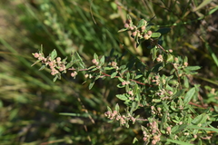 Crocanthemum bicknellii