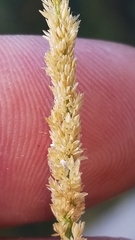 Sporobolus contractus