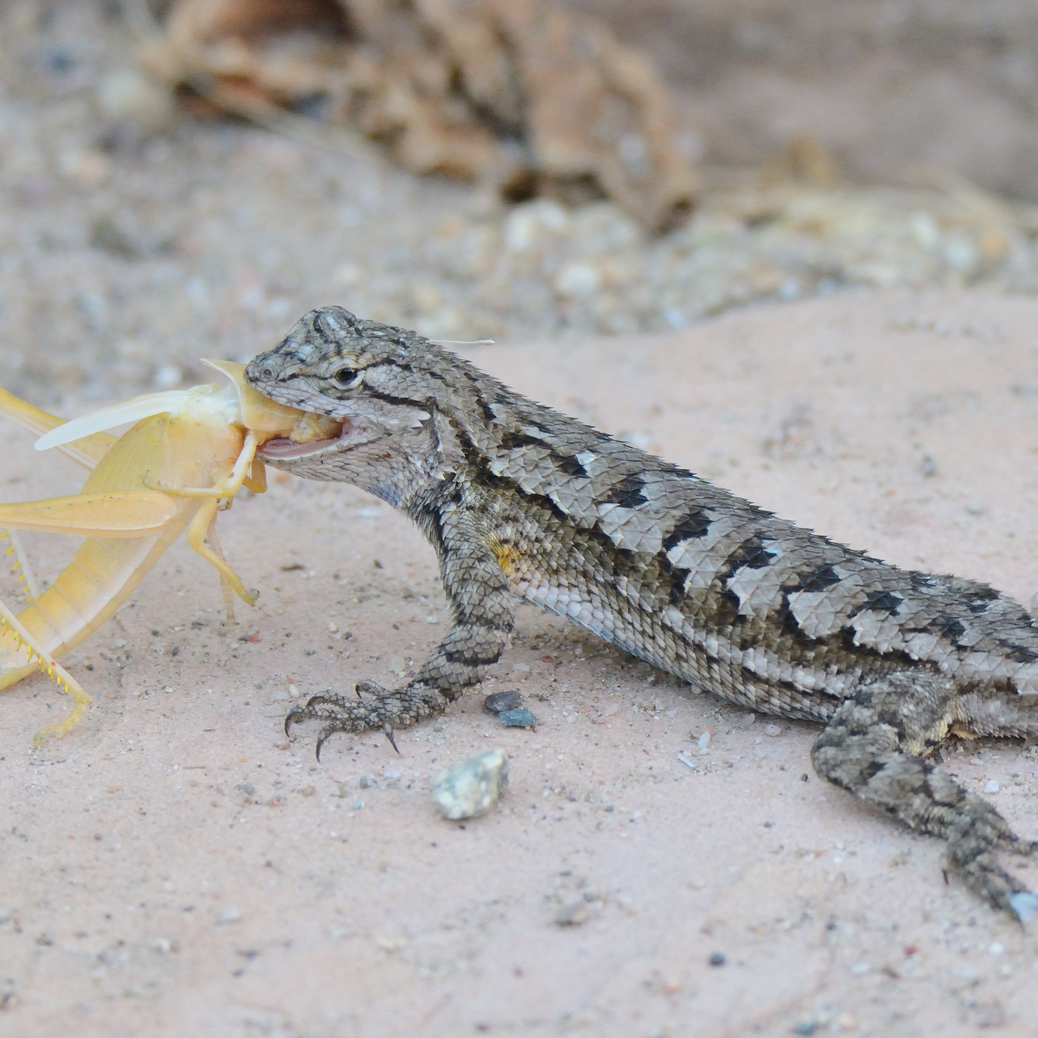 Western Fence Lizard (Sceloporus occidentalis) · iNaturalist