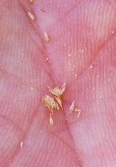 Sporobolus contractus