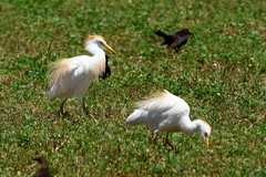 Bubulcus ibis