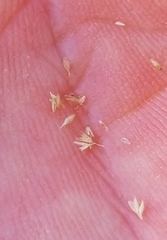 Sporobolus contractus