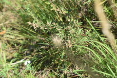 Crocanthemum bicknellii