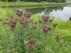 Vernonia fasciculata
