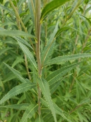 Vernonia fasciculata