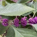 American Beautyberry - Photo (c) Robert LaPlante, some rights reserved (CC BY-NC)