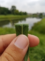Vernonia fasciculata