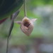 Pseuduvaria villosa - Photo (c) Aaron Bean, alguns direitos reservados (CC BY-NC), uploaded by Aaron Bean