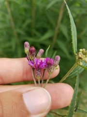 Vernonia fasciculata
