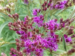 Vernonia fasciculata
