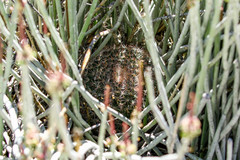 Mammillaria grusonii