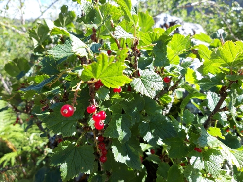 Image of Ribes petraeum by (c) Rafael Medina, some rights reserved (CC BY)