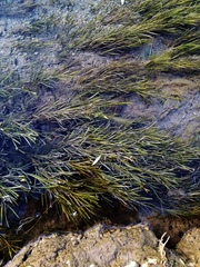 Najas guadalupensis