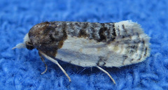 Henricus edwardsiana