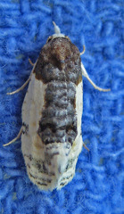 Henricus edwardsiana