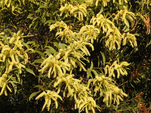 Image of Acacia concurrens by (c) Greg Tasney, some rights reserved (CC BY-SA)
