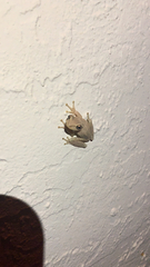 Osteopilus septentrionalis