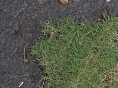 Zoysia