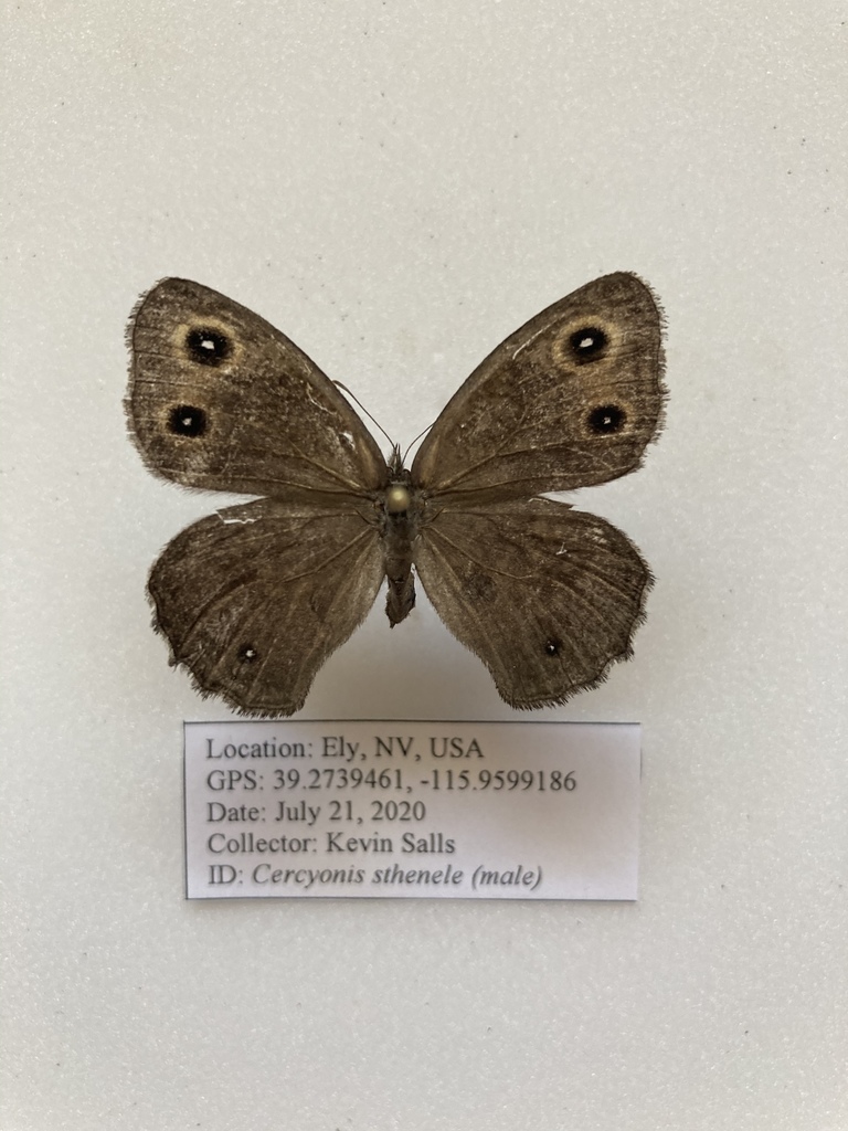 Great Basin Wood-Nymph