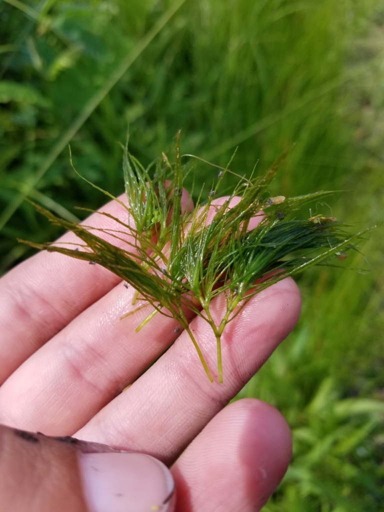 Brittle Naiad (ADIRONDACK RESEARCH GUIDEBOOK) · iNaturalist