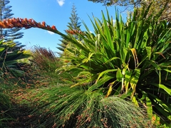 Doryanthes
