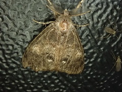 Orgyia pseudotsugata