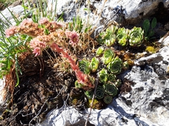 Sempervivum vicentei