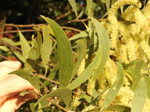 Image of Acacia concurrens by (c) Greg Tasney, some rights reserved (CC BY-SA)