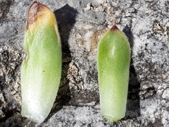 Sempervivum vicentei