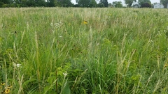 Hesperostipa spartea
