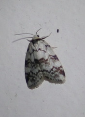 Thallarcha leptographa