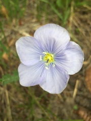 Linum pratense