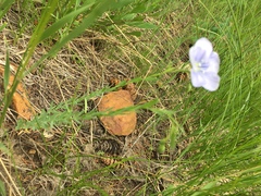 Linum pratense