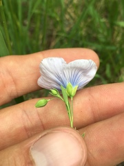 Linum pratense
