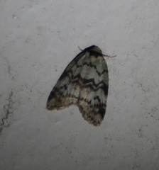 Thallarcha leptographa