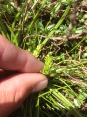 Triglochin scilloides