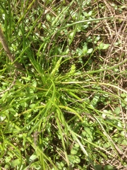 Triglochin scilloides