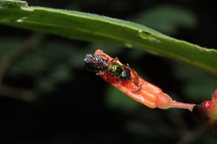 Ceratina eximia