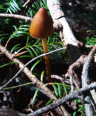 Entoloma luteum