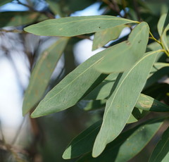 Acacia obliquinervia