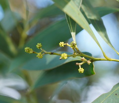 Acacia obliquinervia
