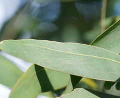 Acacia obliquinervia