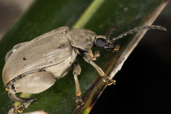 Pachymerus thoracicus