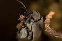 Pachymerus thoracicus