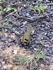 Geothlypis aequinoctialis