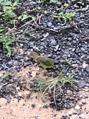 Geothlypis aequinoctialis