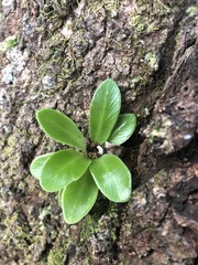 Asplenium australasicum