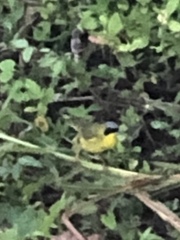 Geothlypis aequinoctialis