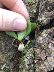 Asplenium australasicum